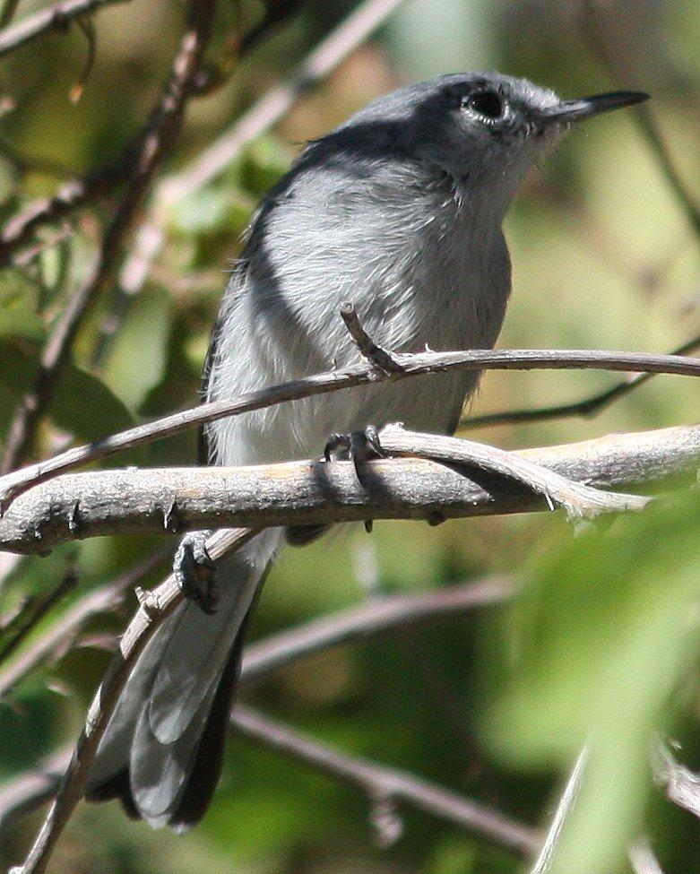 Black-capped Gnatcatcher Photo by Andrew Core