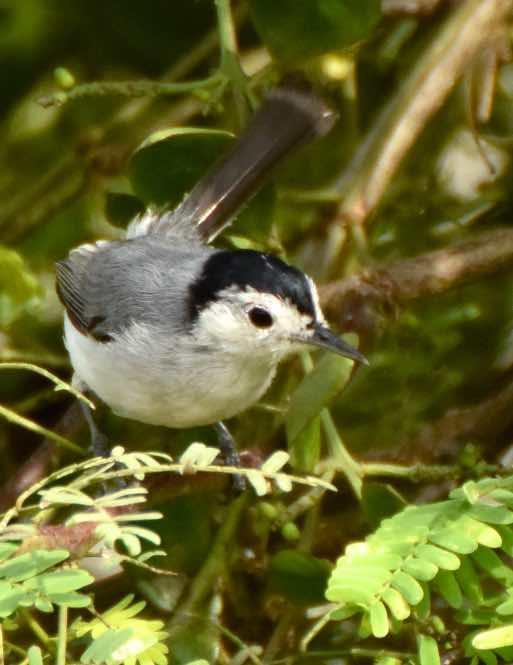 Tropical Gnatcatcher Photo by Andrew Pittman