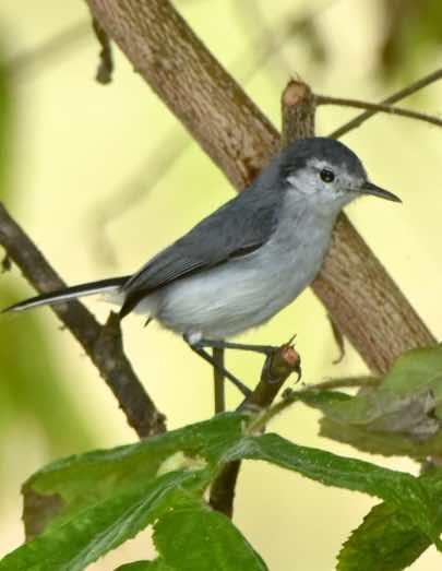 Tropical Gnatcatcher Photo by Andrew Pittman
