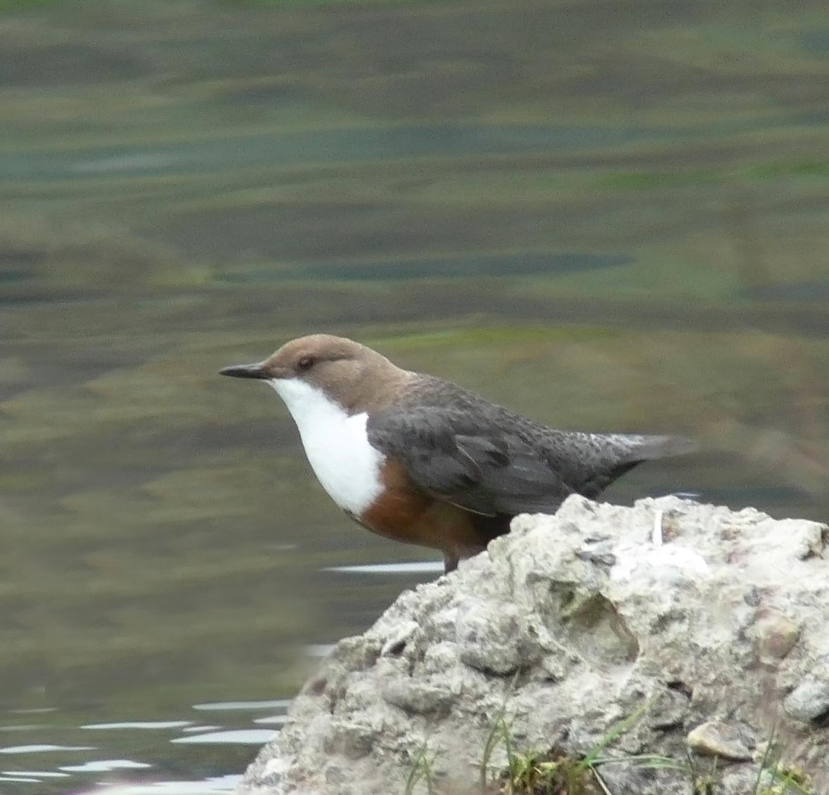 White-throated Dipper Photo by Steven Mlodinow