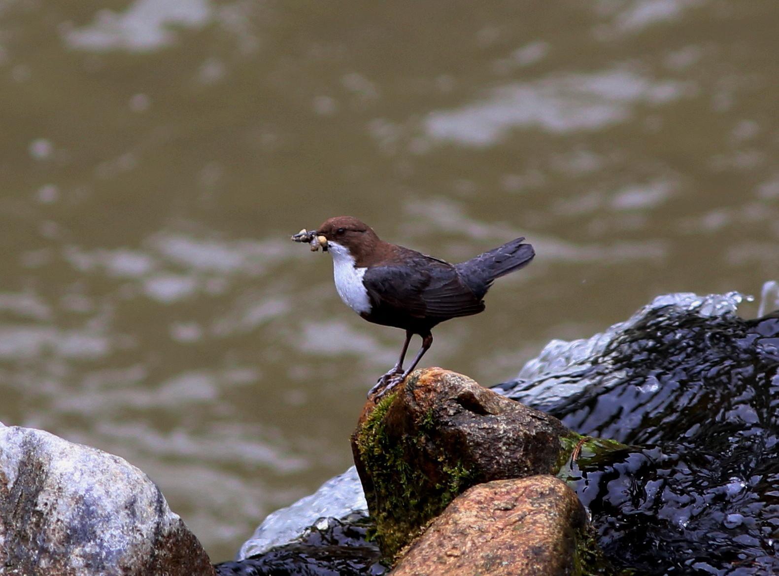 White-throated Dipper Photo by Rohan van Twest