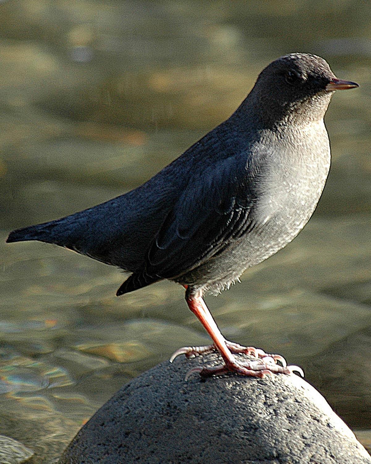 American Dipper Photo by Magill Weber