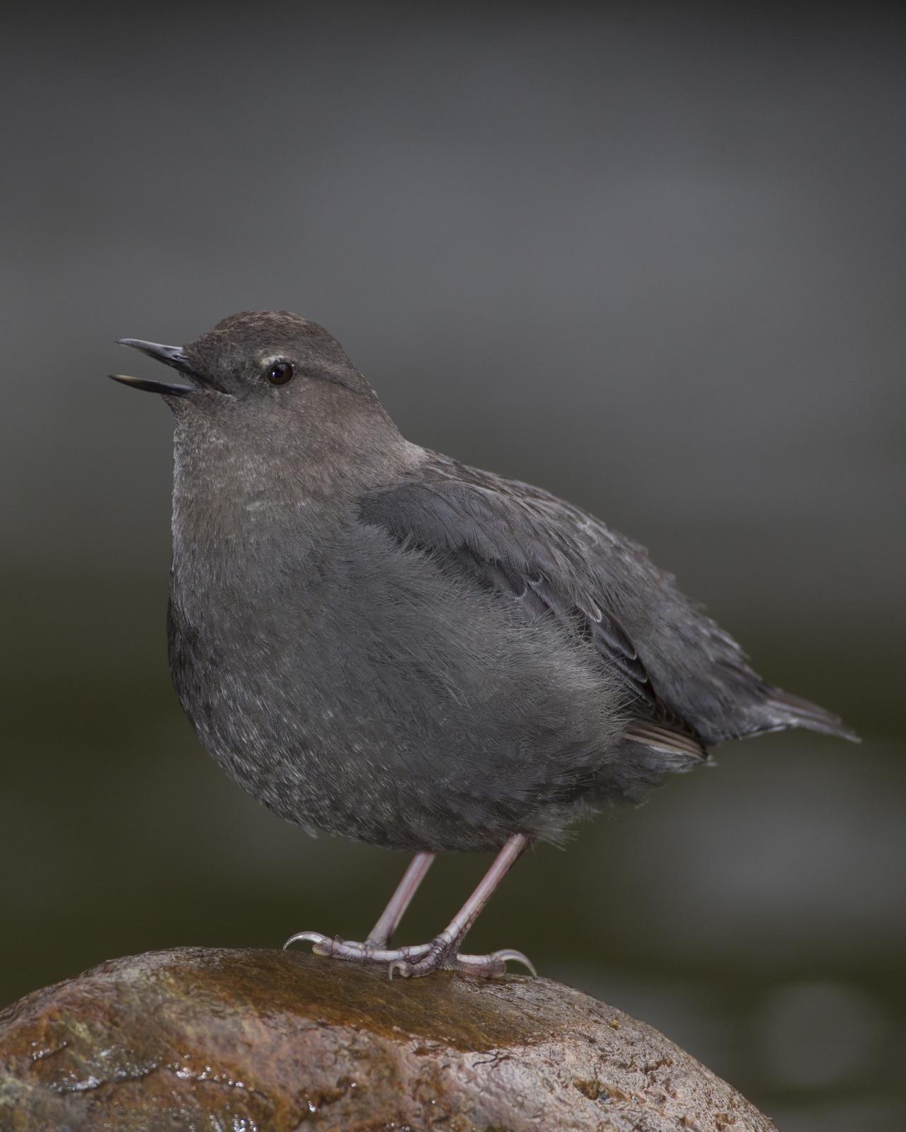 American Dipper Photo by Jeff Moore
