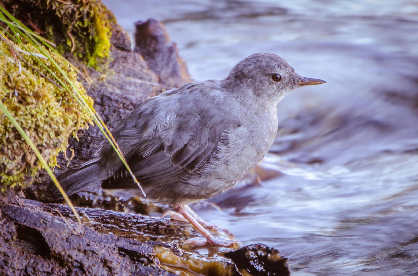 American Dipper Photo by Scott Yerges
