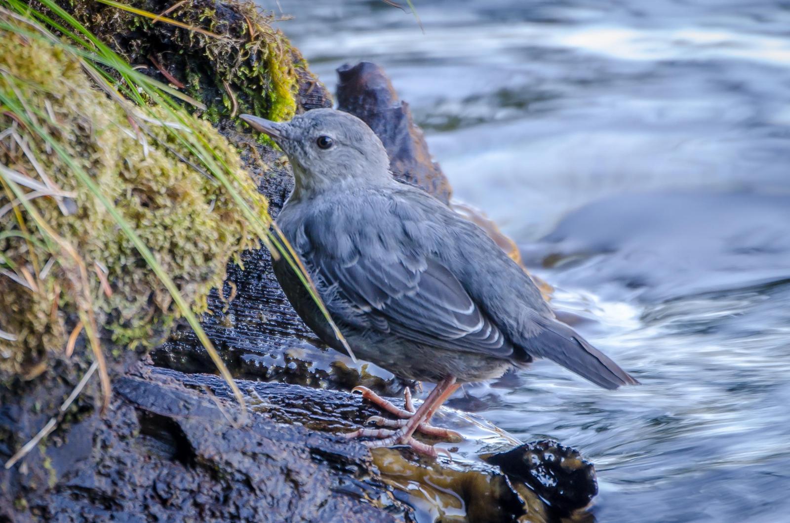 American Dipper Photo by Scott Yerges