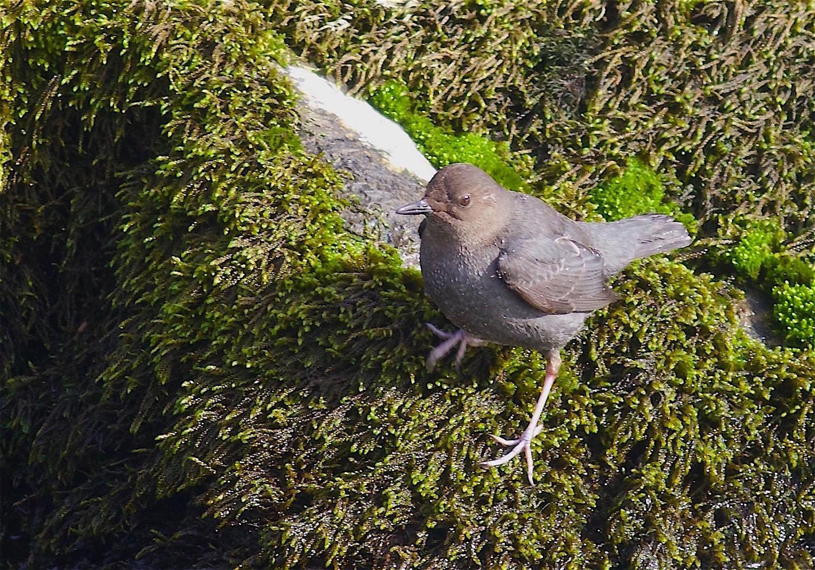 American Dipper Photo by Kathryn Keith