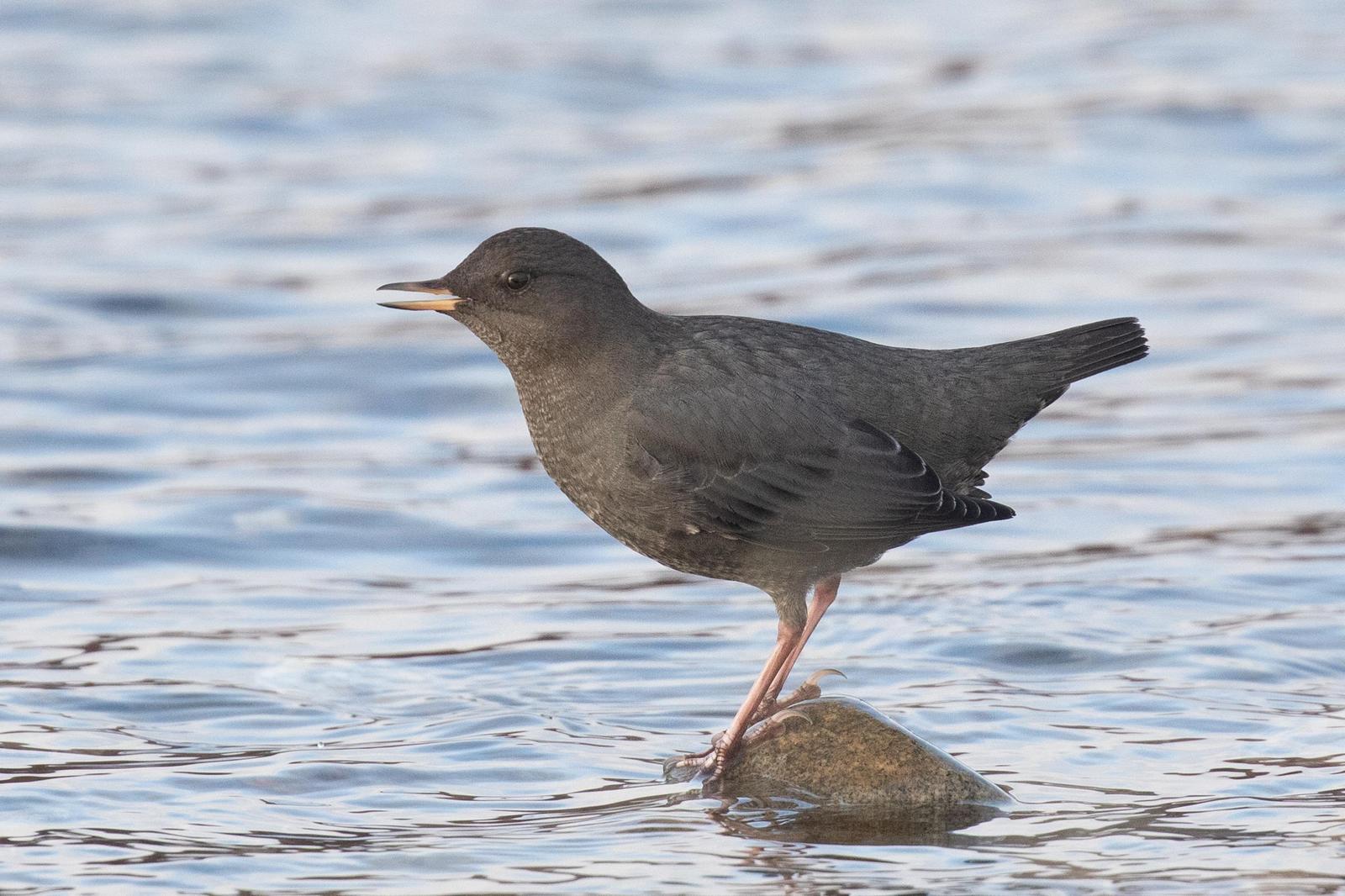 American Dipper Photo by Kate Persons