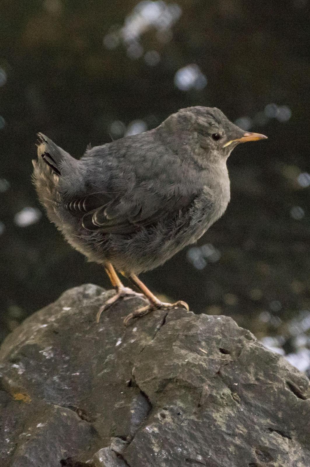 American Dipper Photo by Phil Kahler