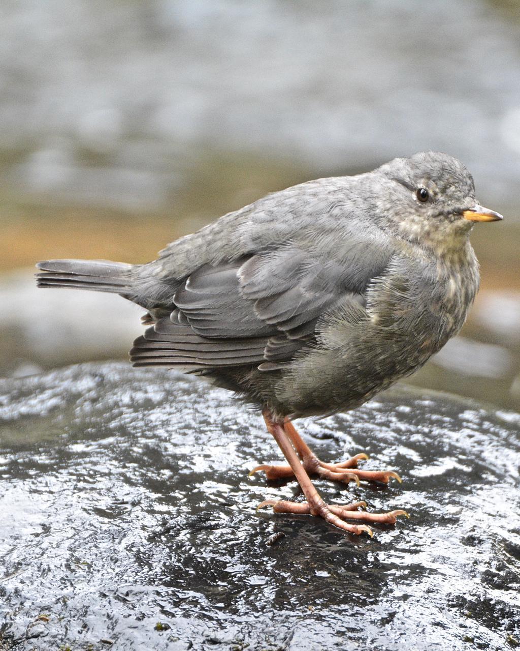 American Dipper Photo by Brian Avent