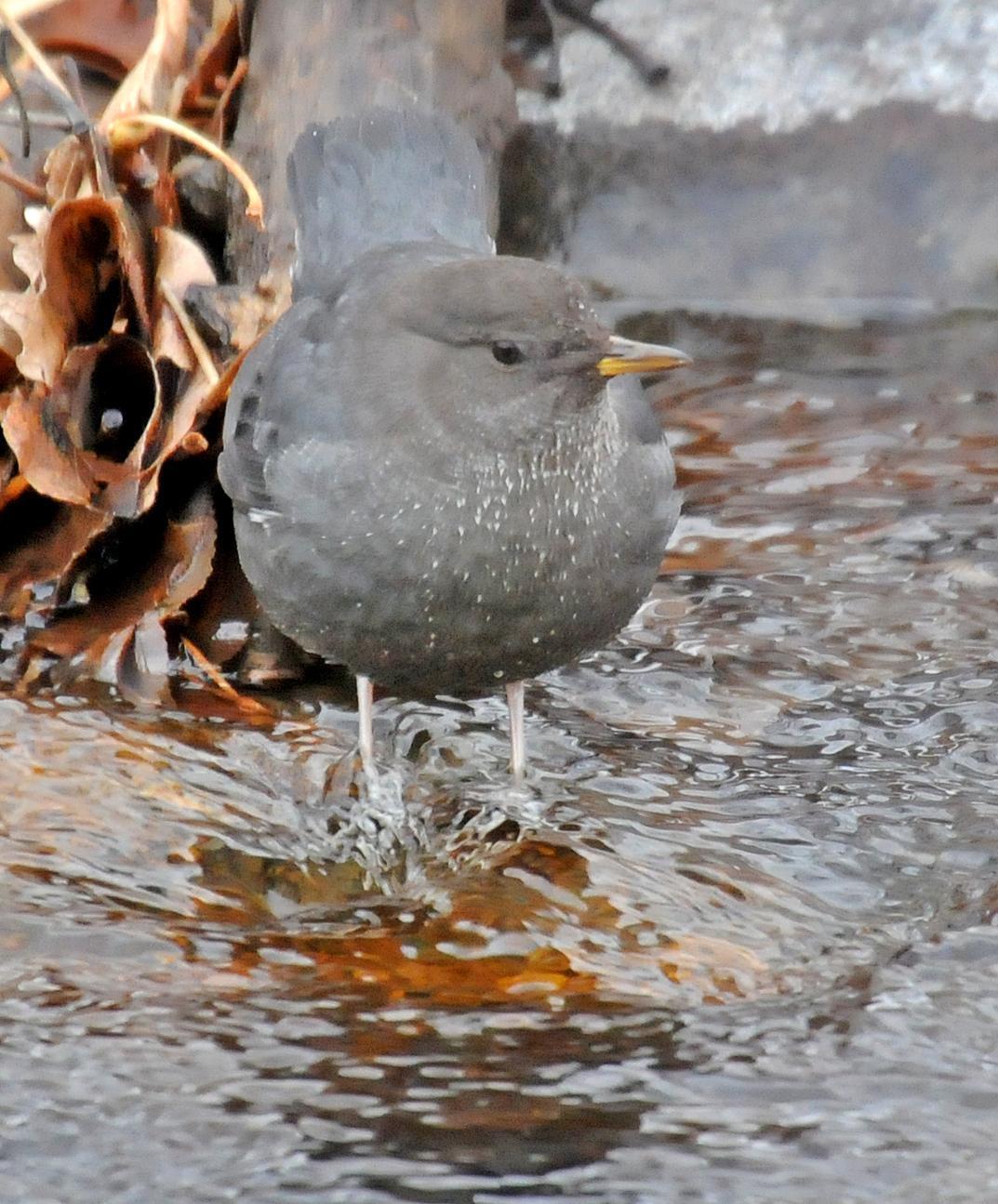 American Dipper (Northern) Photo by Steven Mlodinow