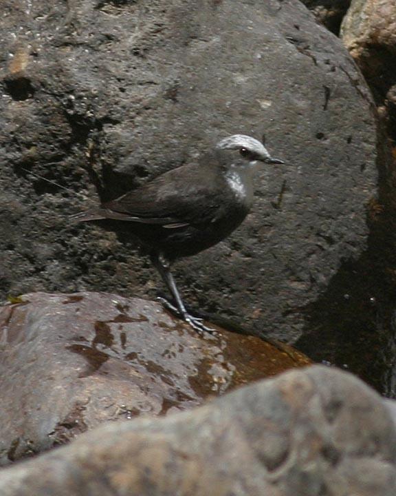 White-capped Dipper Photo by Peter Boesman