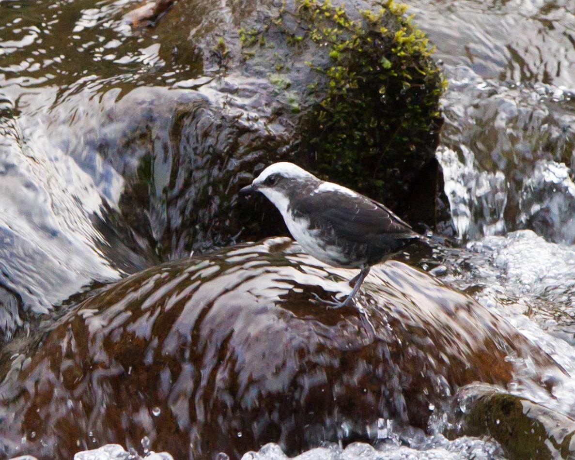 White-capped Dipper Photo by Kevin Berkoff