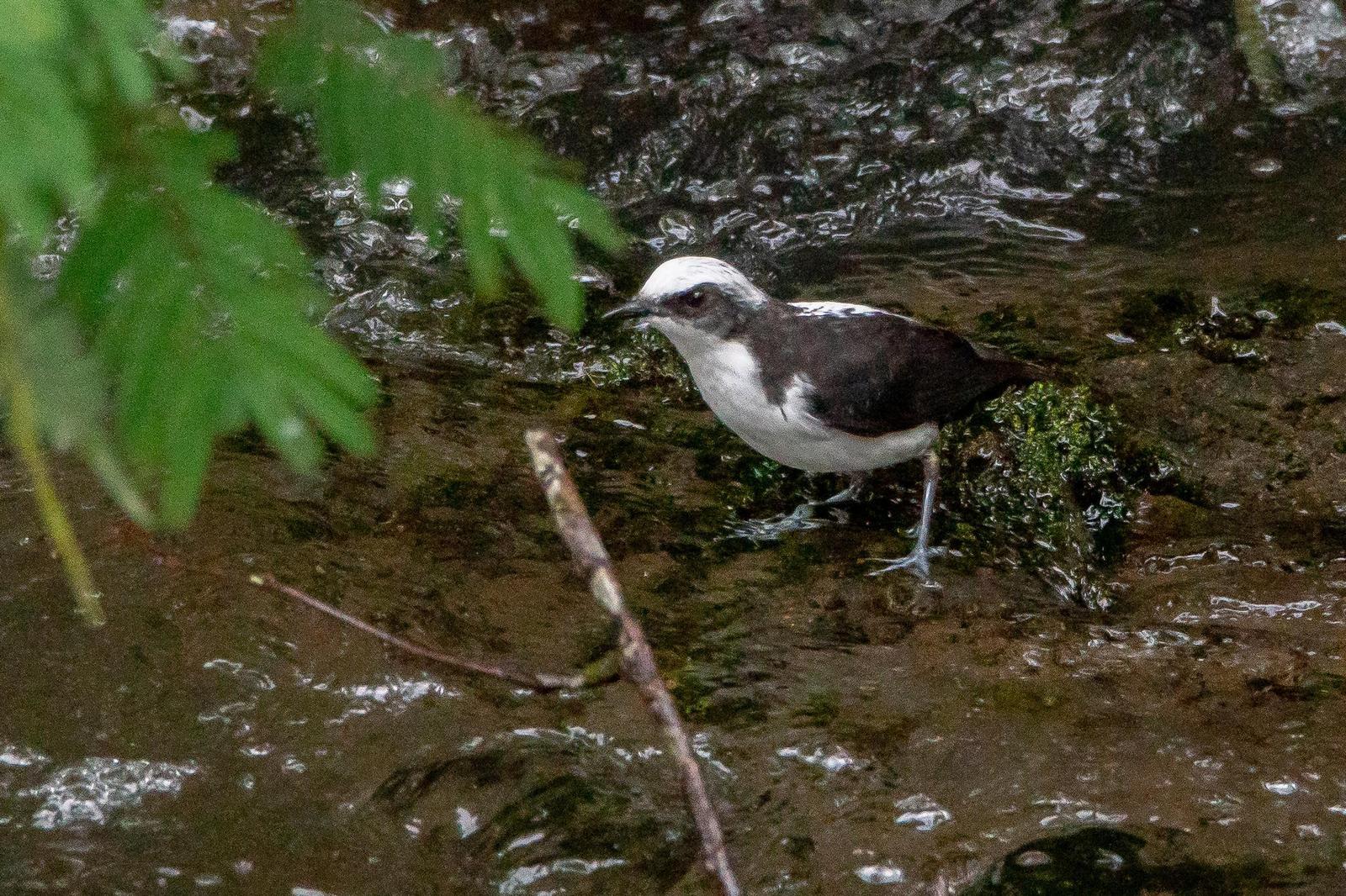 White-capped Dipper Photo by Gerald Hoekstra
