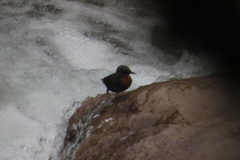 Rufous-throated Dipper Photo by Jeff Harding
