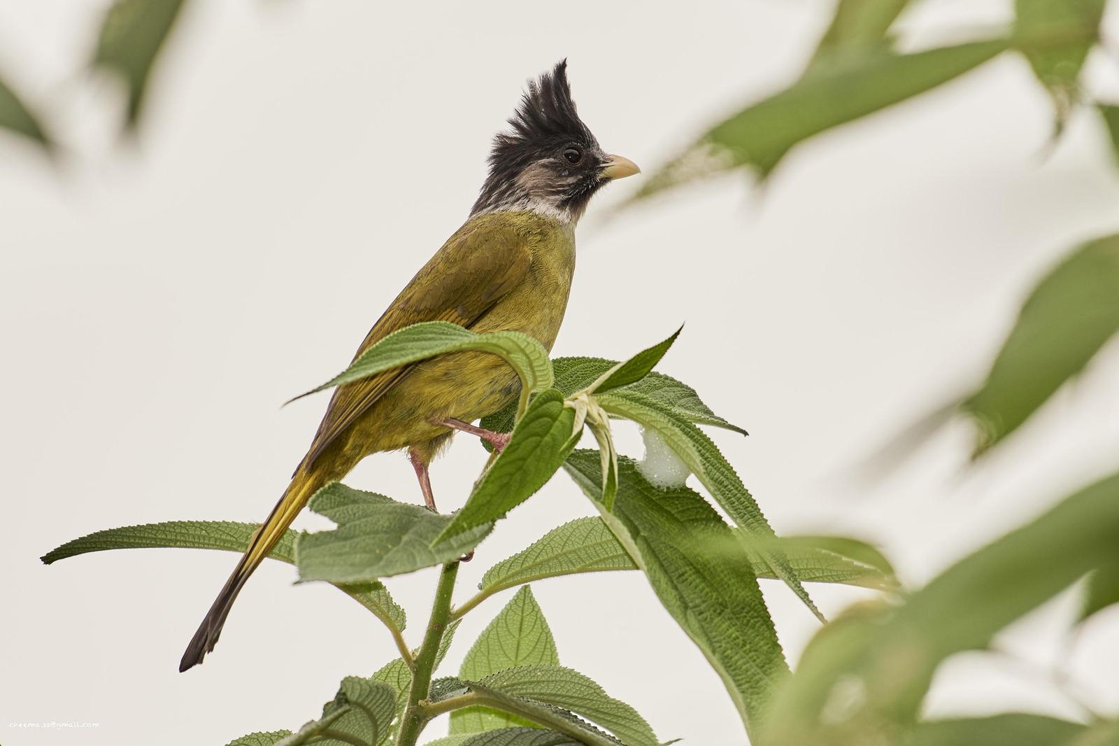 Crested Finchbill Photo by Simepreet Cheema