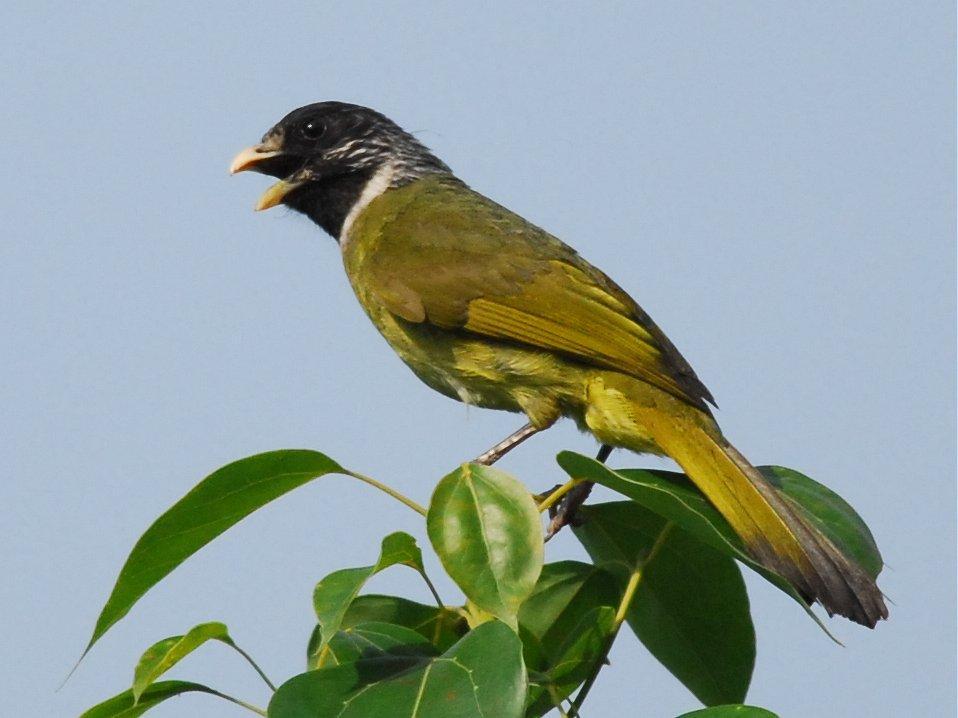 Collared Finchbill Photo by Jerry Chen