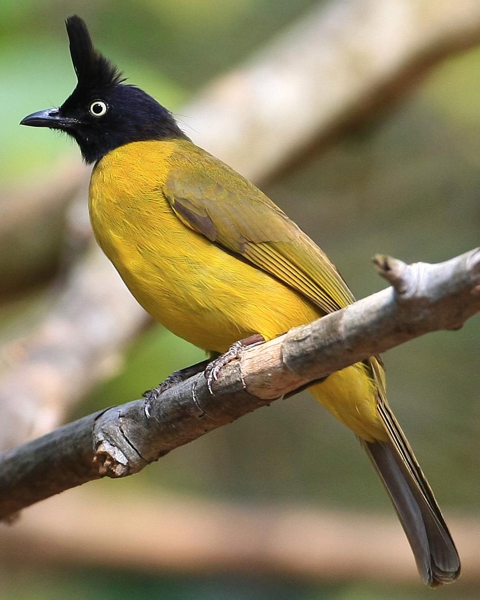 Black-crested Bulbul Photo by Monte Taylor