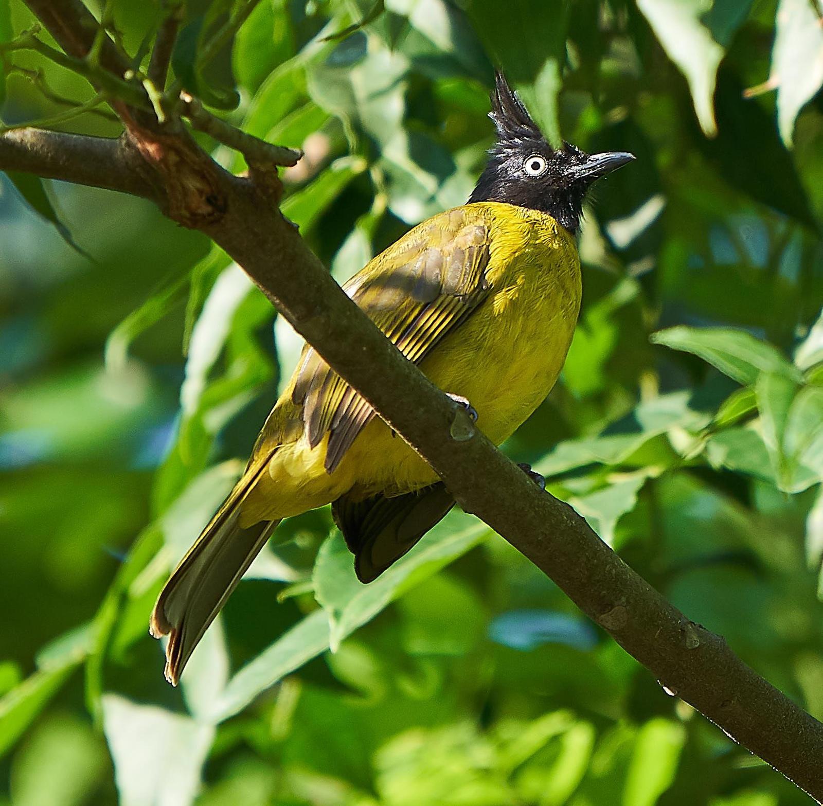 Black-crested Bulbul Photo by Steven Cheong