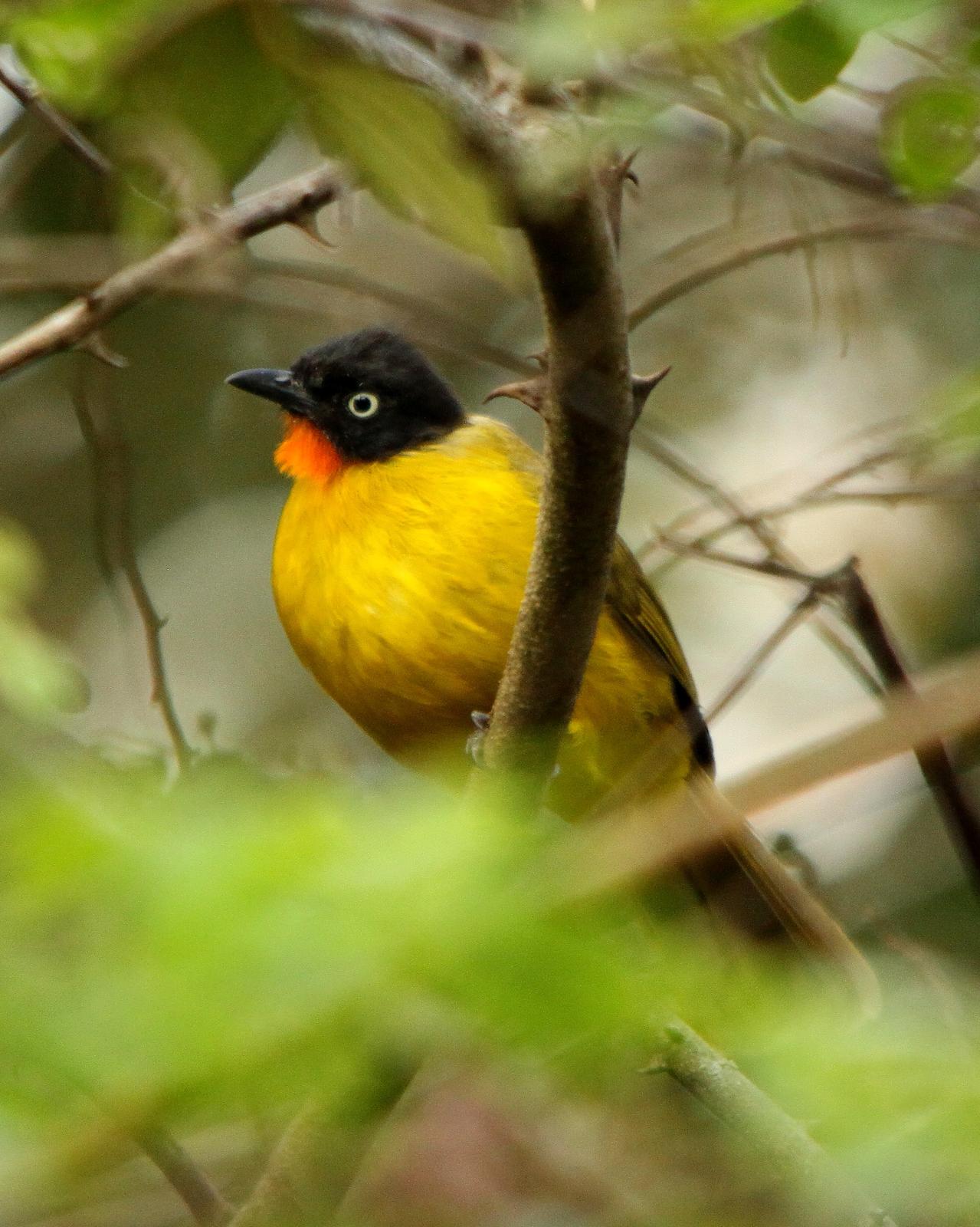 Flame-throated Bulbul Photo by Chris Lansdell