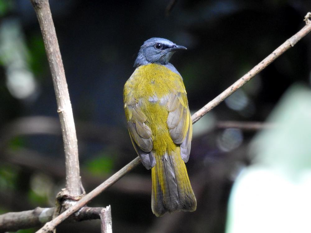 Gray-bellied Bulbul Photo by Roger Harris