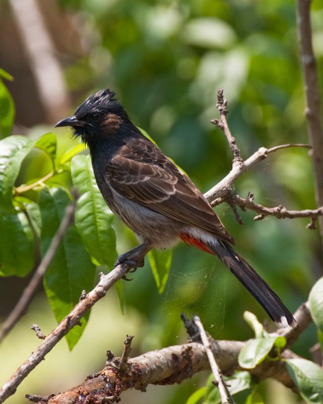 Red-vented Bulbul Photo by Natalie Raeber