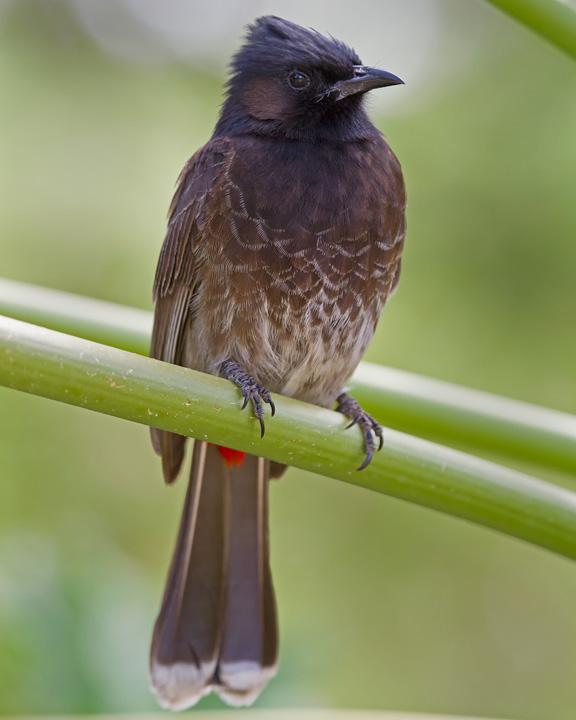 Red-vented Bulbul Photo by Mat Gilfedder