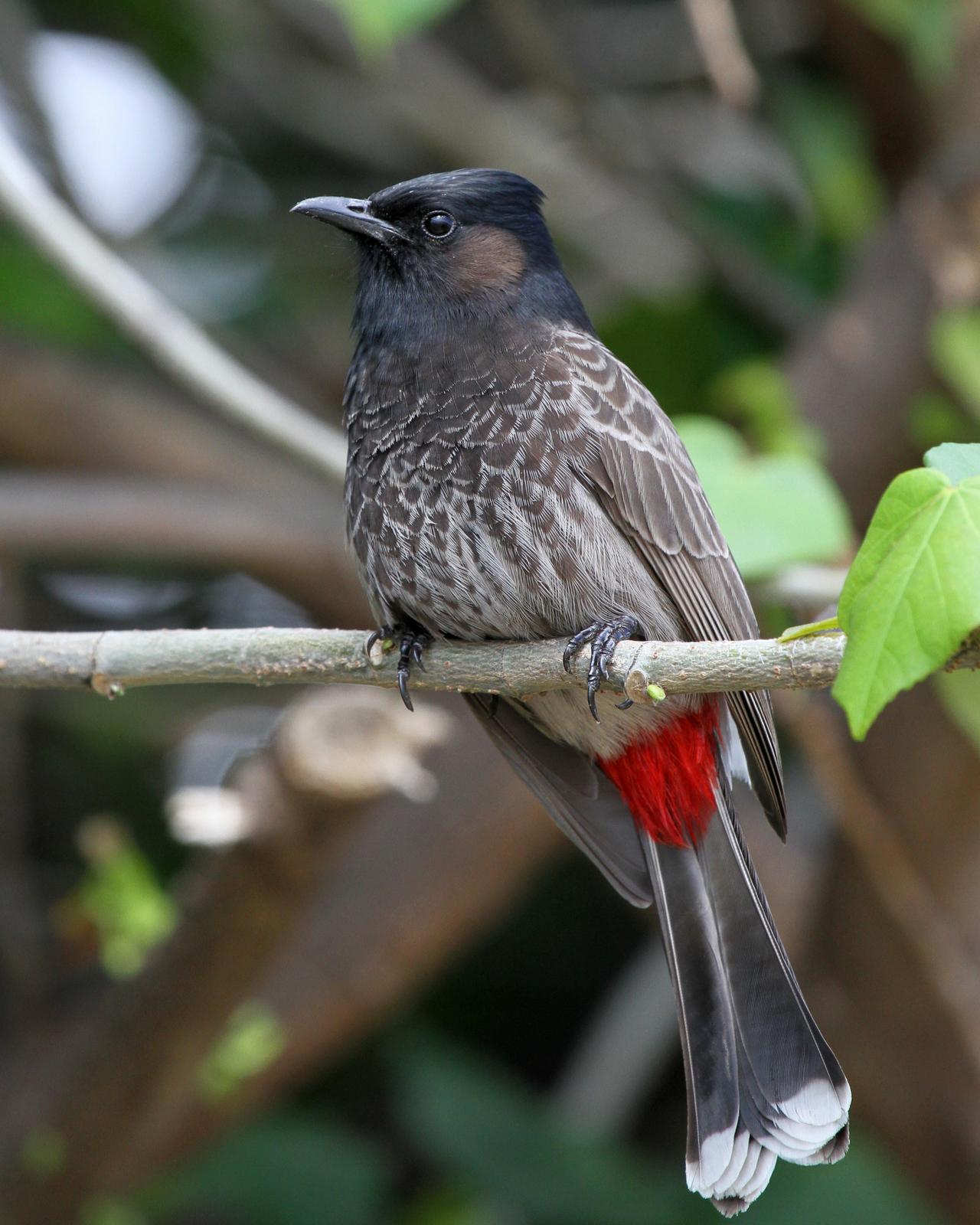 Red-vented Bulbul Photo by Matthew Grube