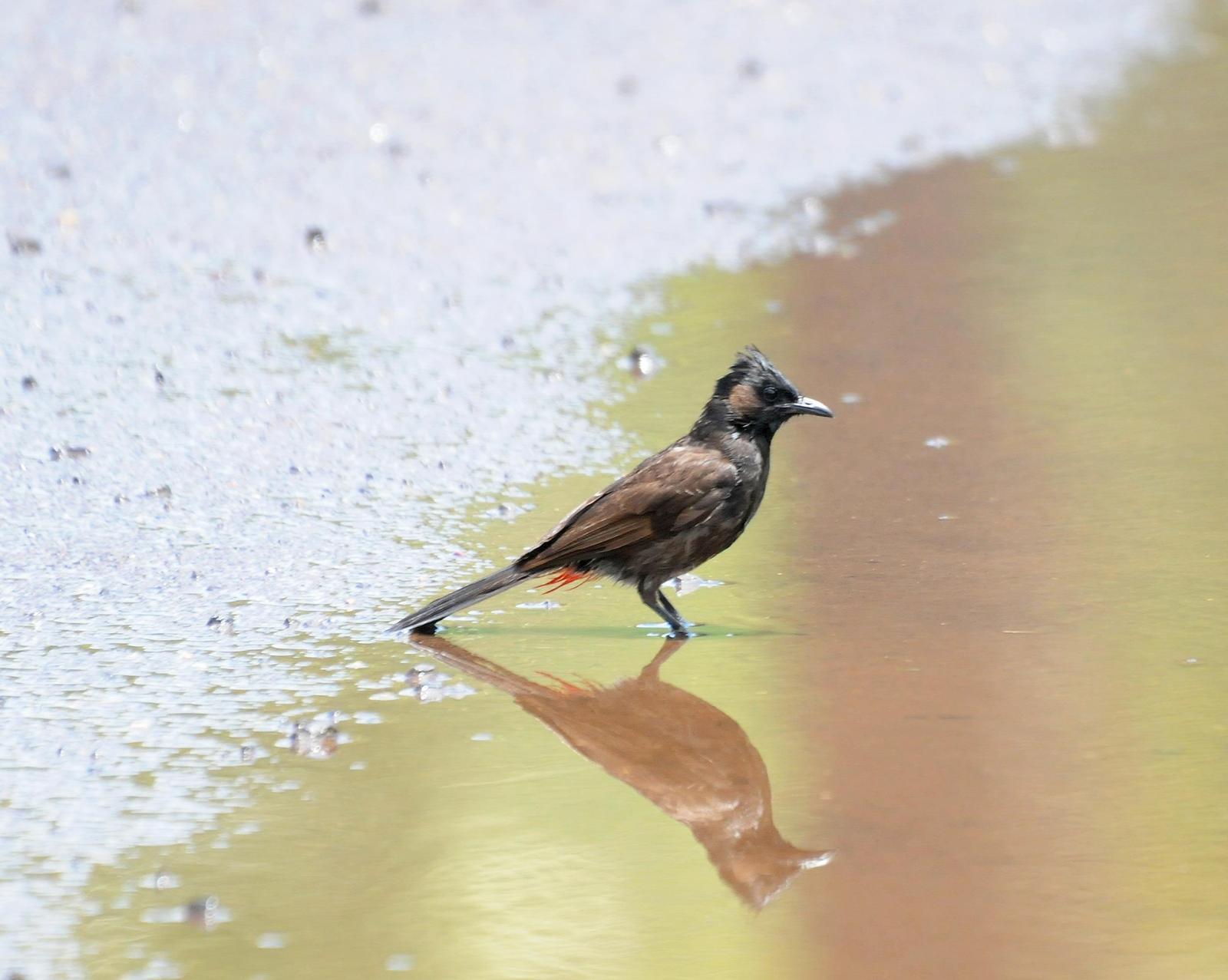 Red-vented Bulbul Photo by Steven Mlodinow