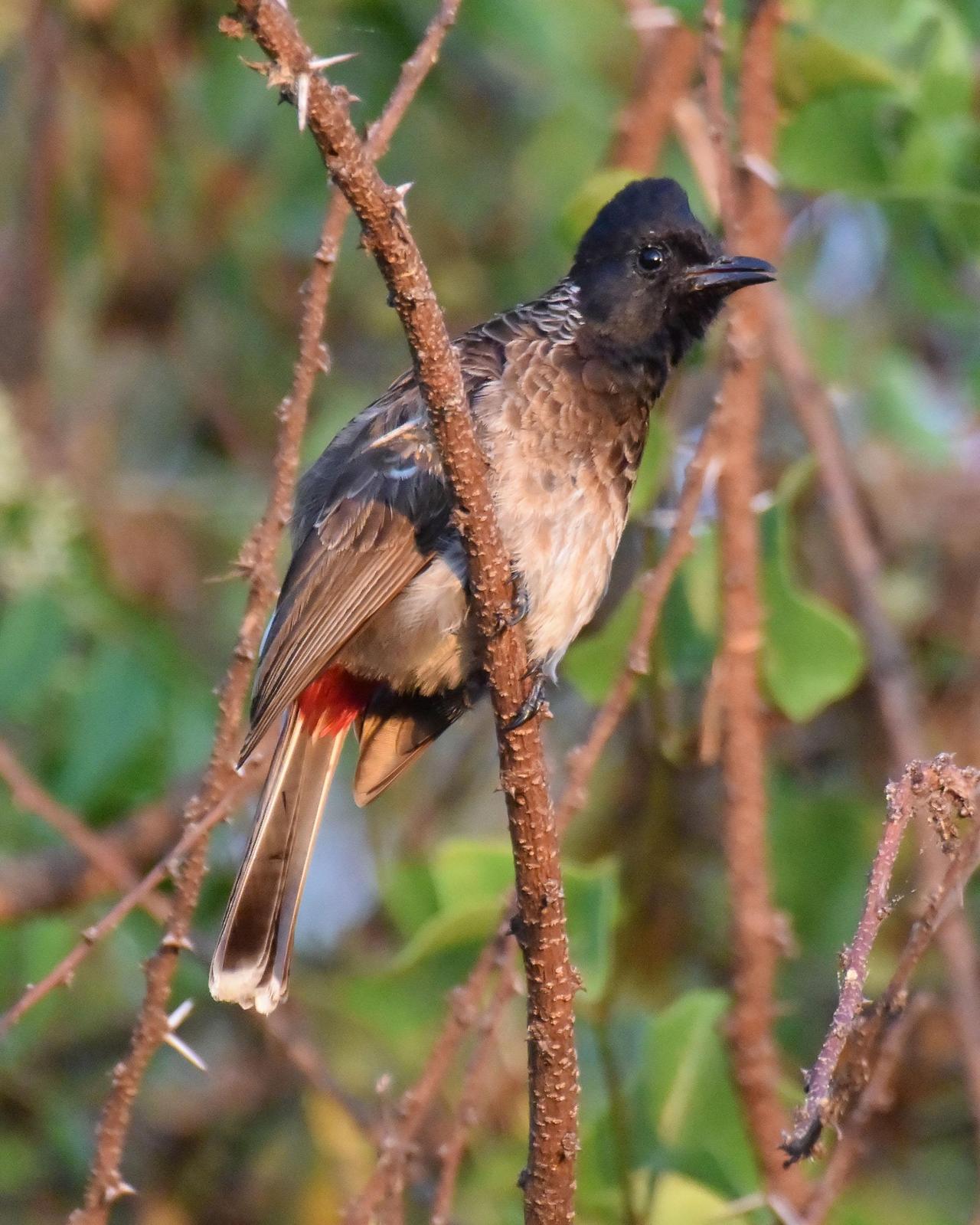 Red-vented Bulbul Photo by Steve Percival
