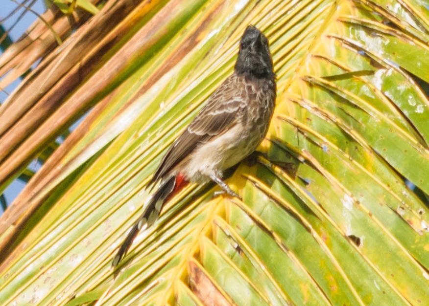 Red-vented Bulbul Photo by Keshava Mysore