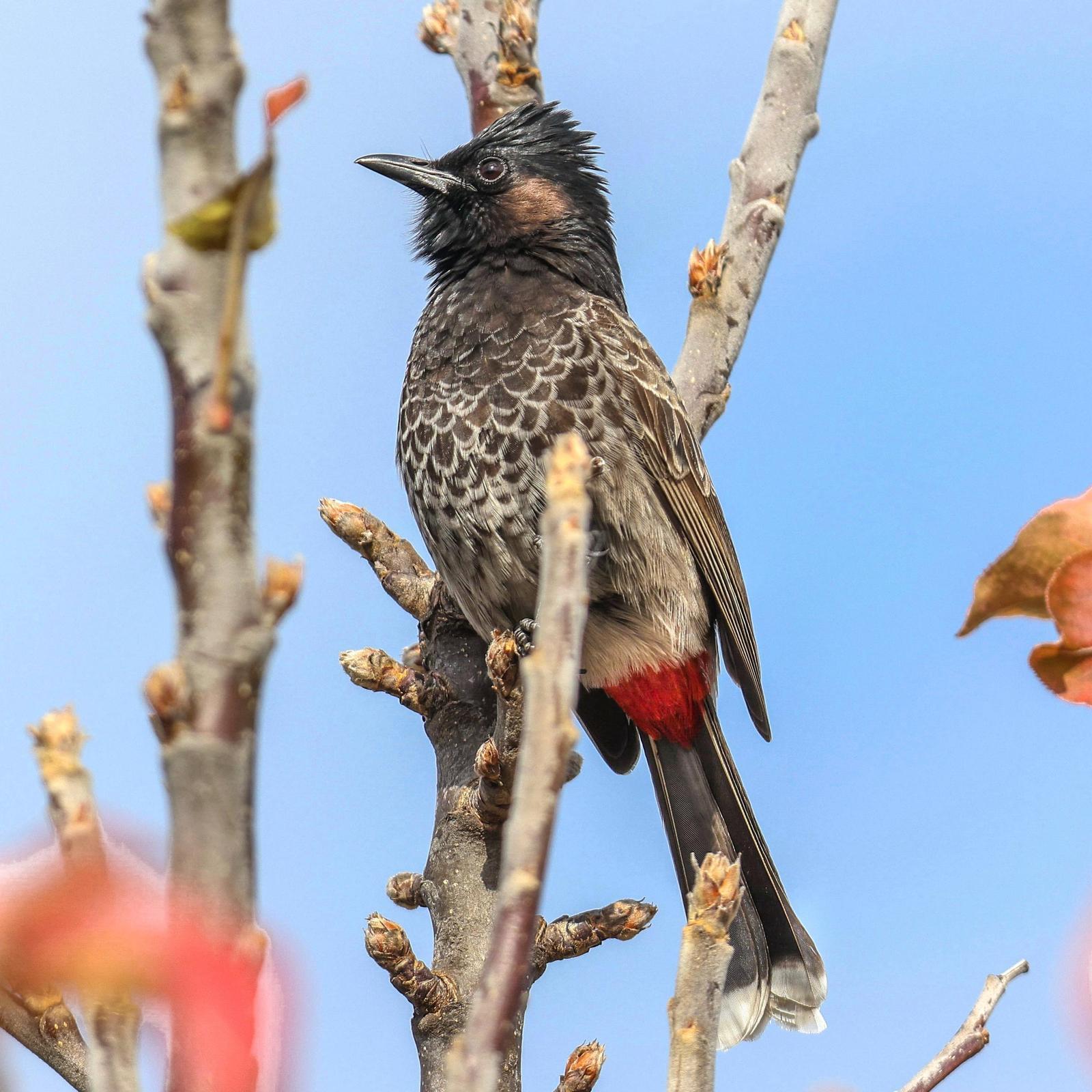 Red-vented Bulbul Photo by Tom Ford-Hutchinson