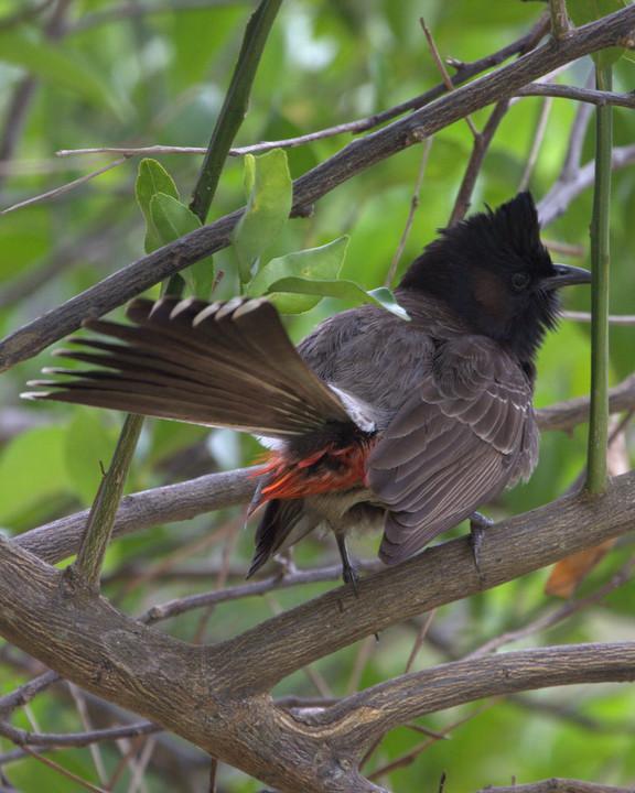Red-vented Bulbul Photo by Mat Gilfedder
