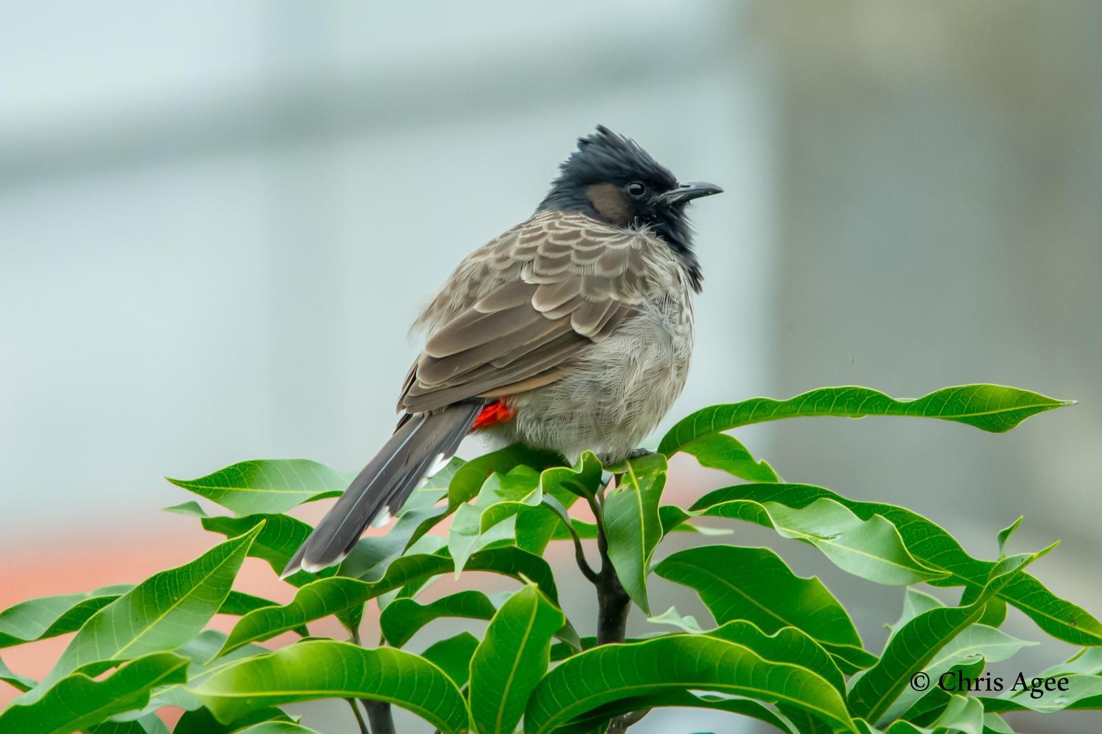 Red-vented Bulbul Photo by Chris Agee