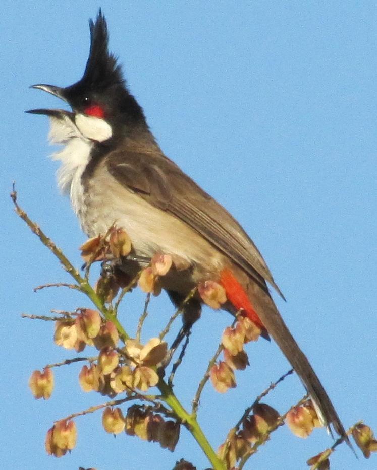 Red-whiskered Bulbul Photo by David Bell
