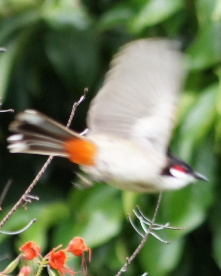 Red-whiskered Bulbul Photo by David Bremer