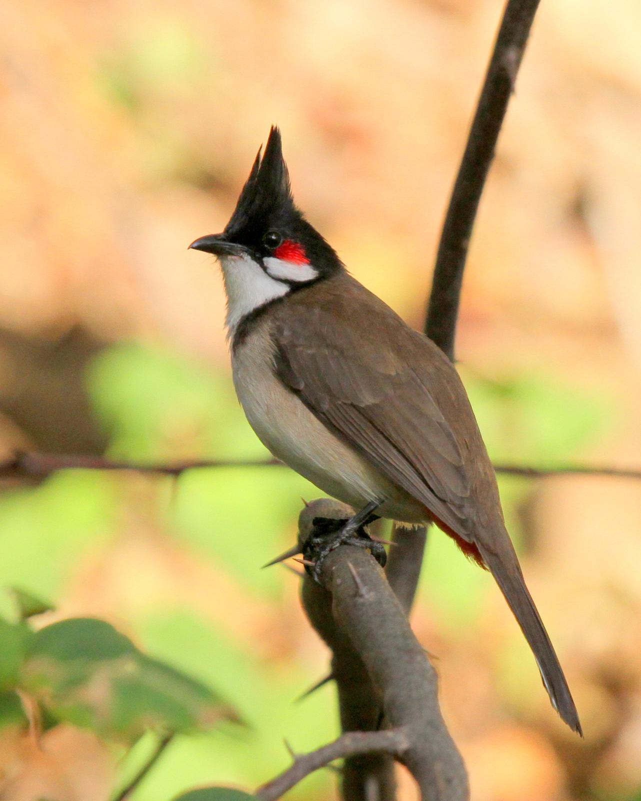 Red-whiskered Bulbul Photo by Matthew Grube