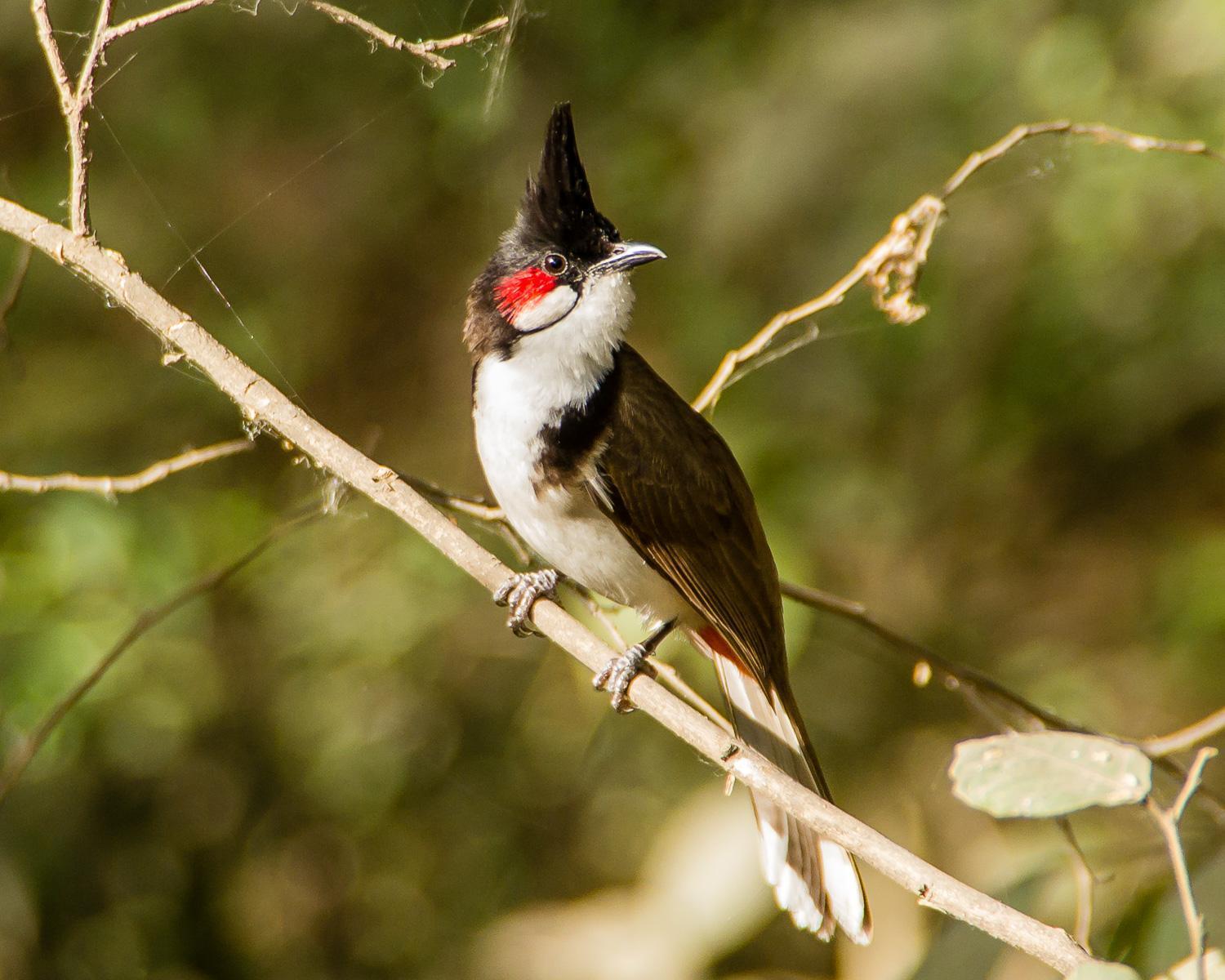 Red-whiskered Bulbul Photo by Lisa Orchard