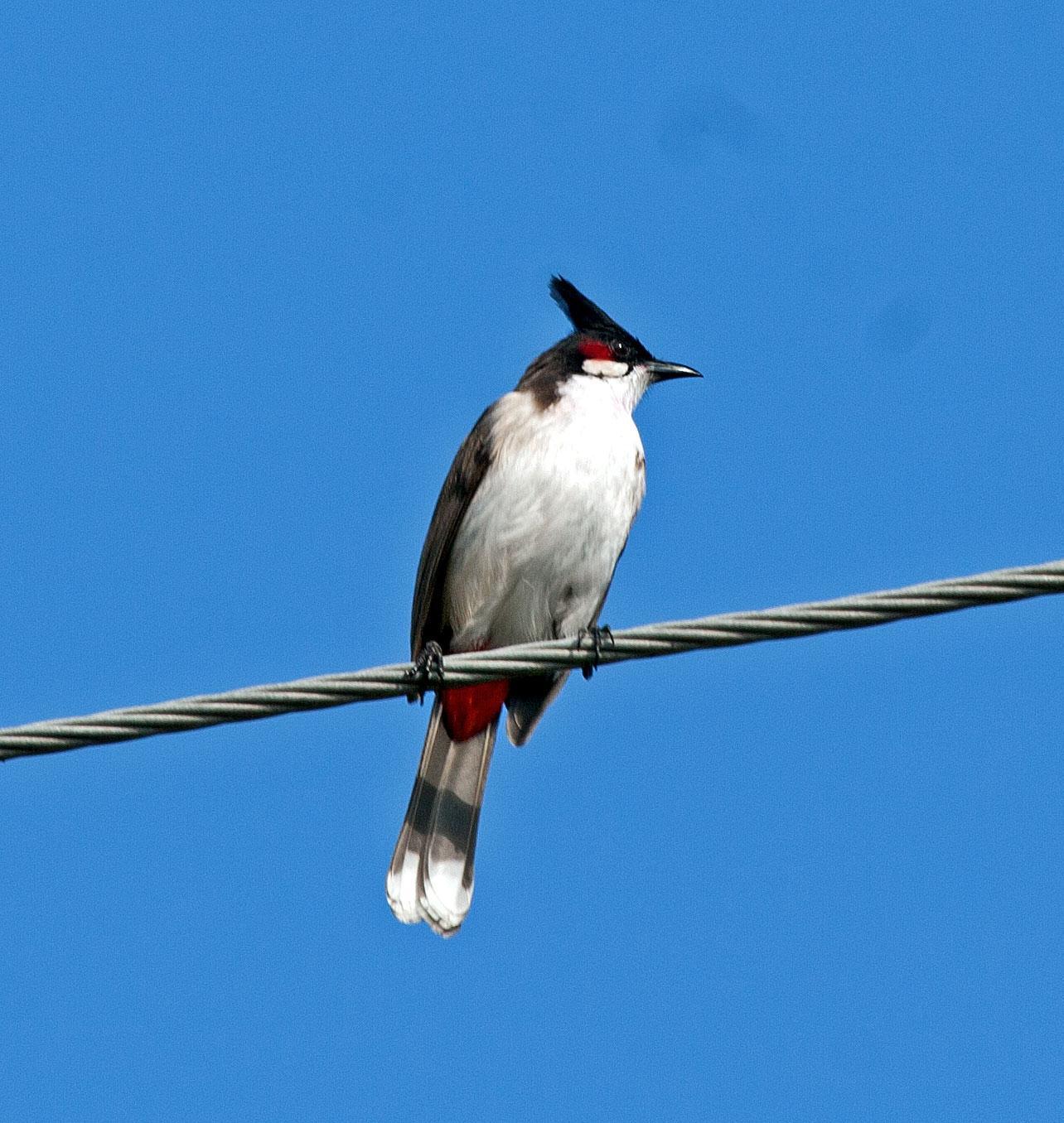 Red-whiskered Bulbul Photo by Scott Berglund