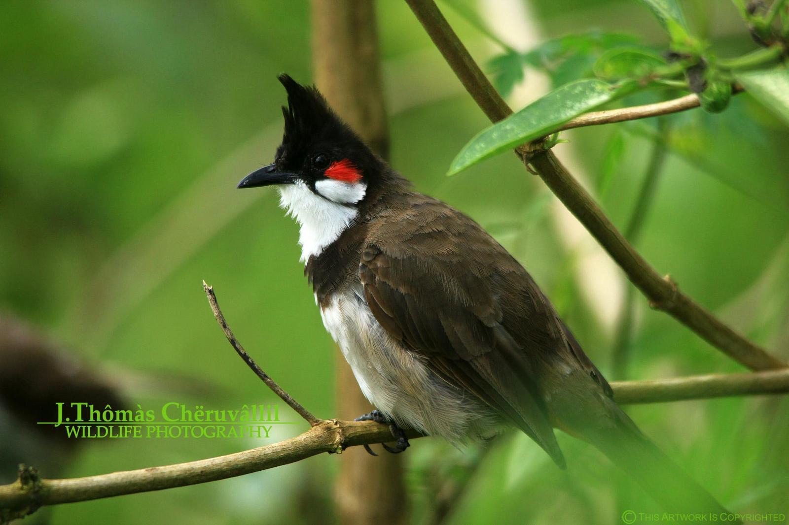 Red-whiskered Bulbul Photo by Jinu Thomas 