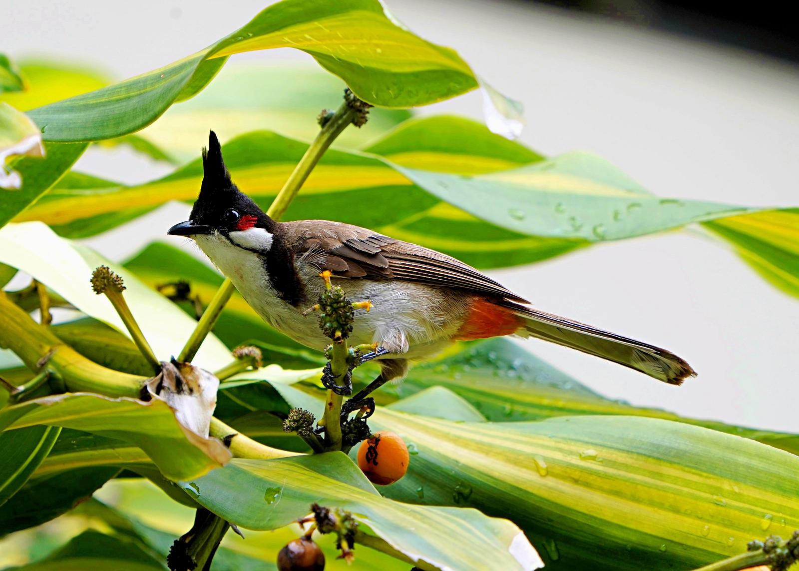 Red-whiskered Bulbul Photo by Steven Cheong
