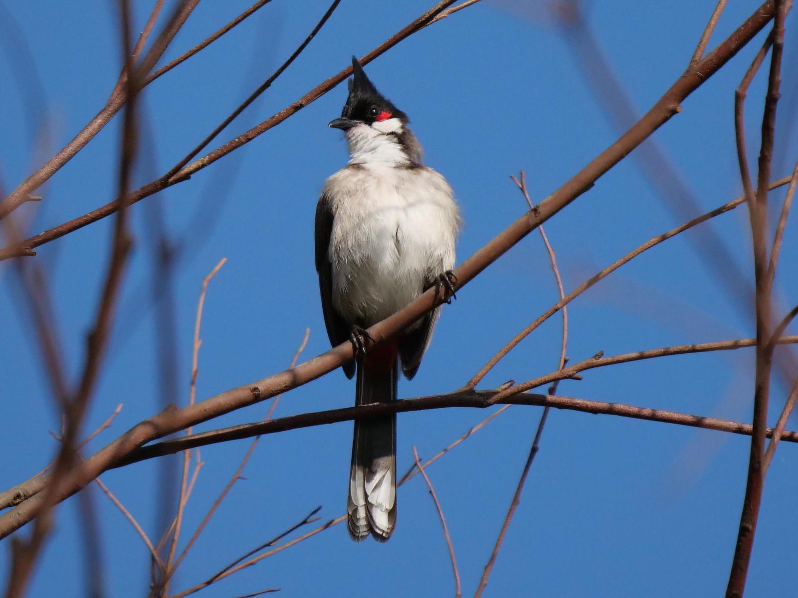 Red-whiskered Bulbul Photo by Peter Lowe