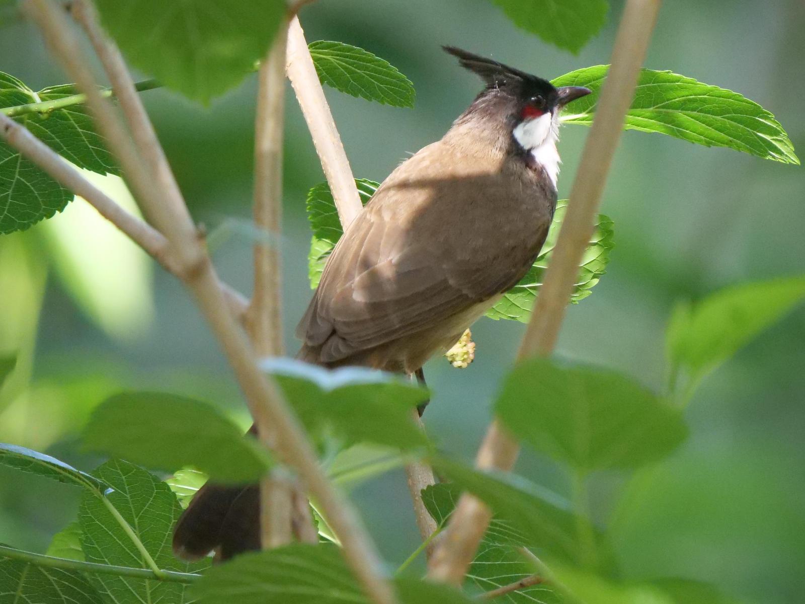 Red-whiskered Bulbul Photo by Peter Lowe