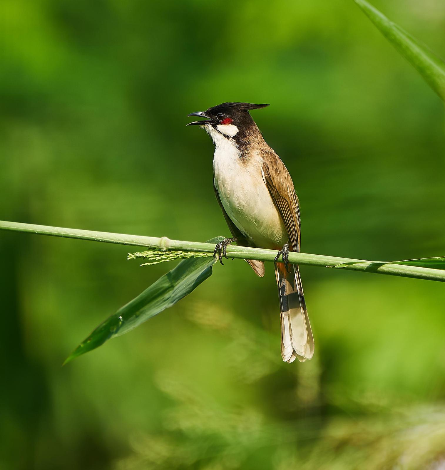 Red-whiskered Bulbul Photo by Steven Cheong