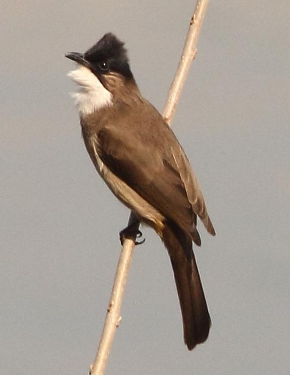 Brown-breasted Bulbul Photo by Lee Harding