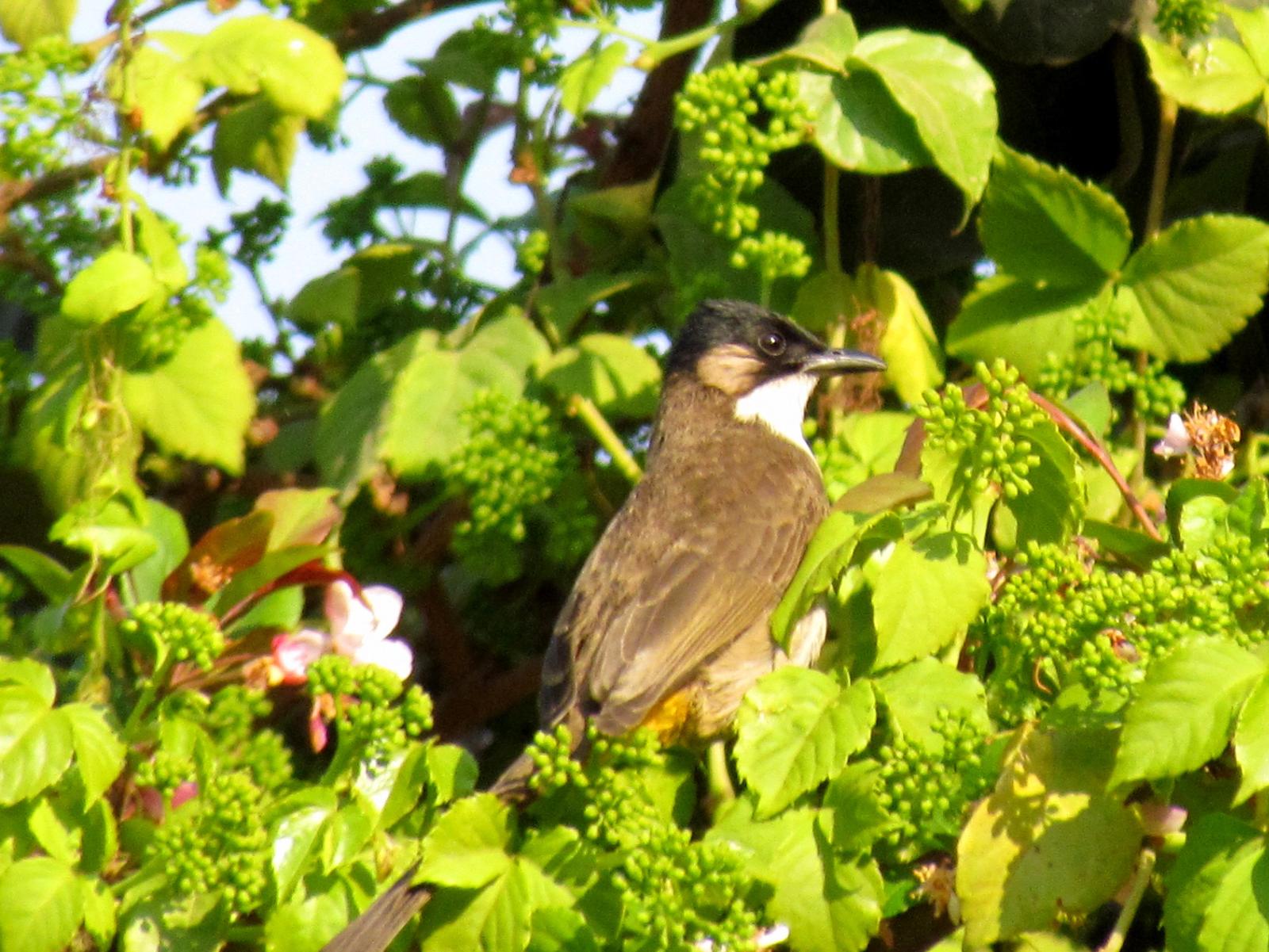 Brown-breasted Bulbul Photo by Jeff Harding