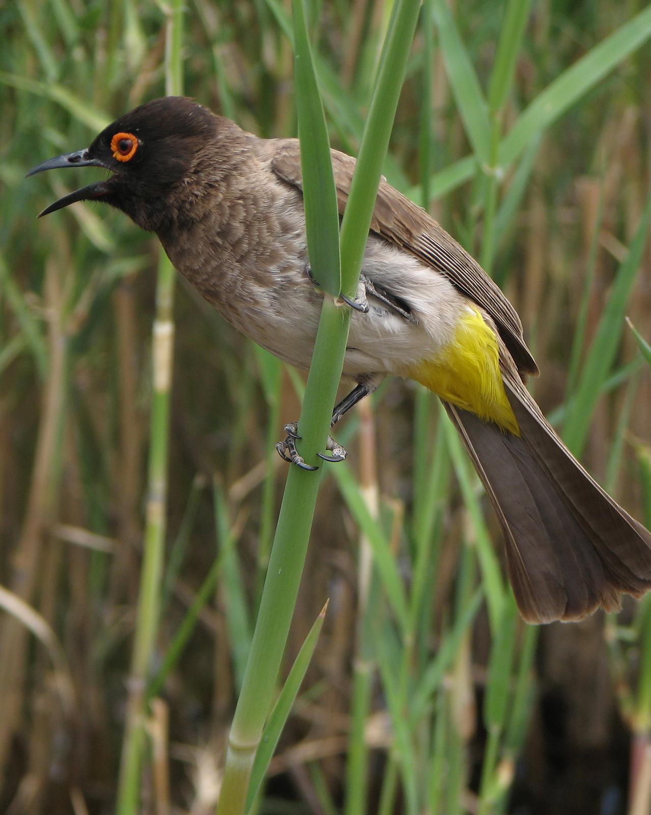 Black-fronted Bulbul Photo by Henk Baptist