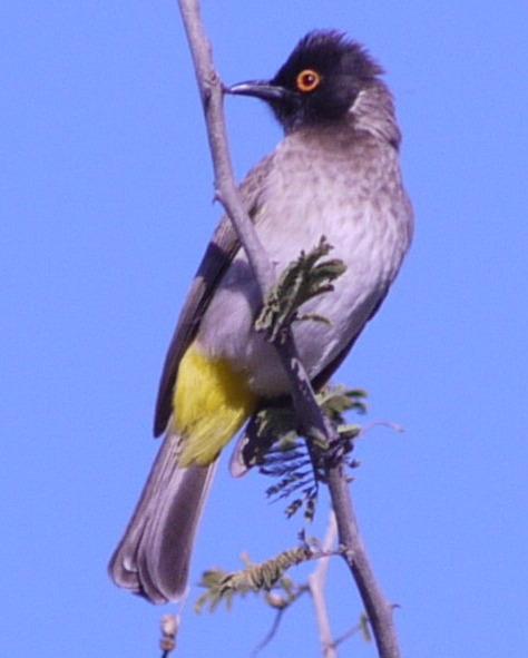 Black-fronted Bulbul Photo by Peter Lowe