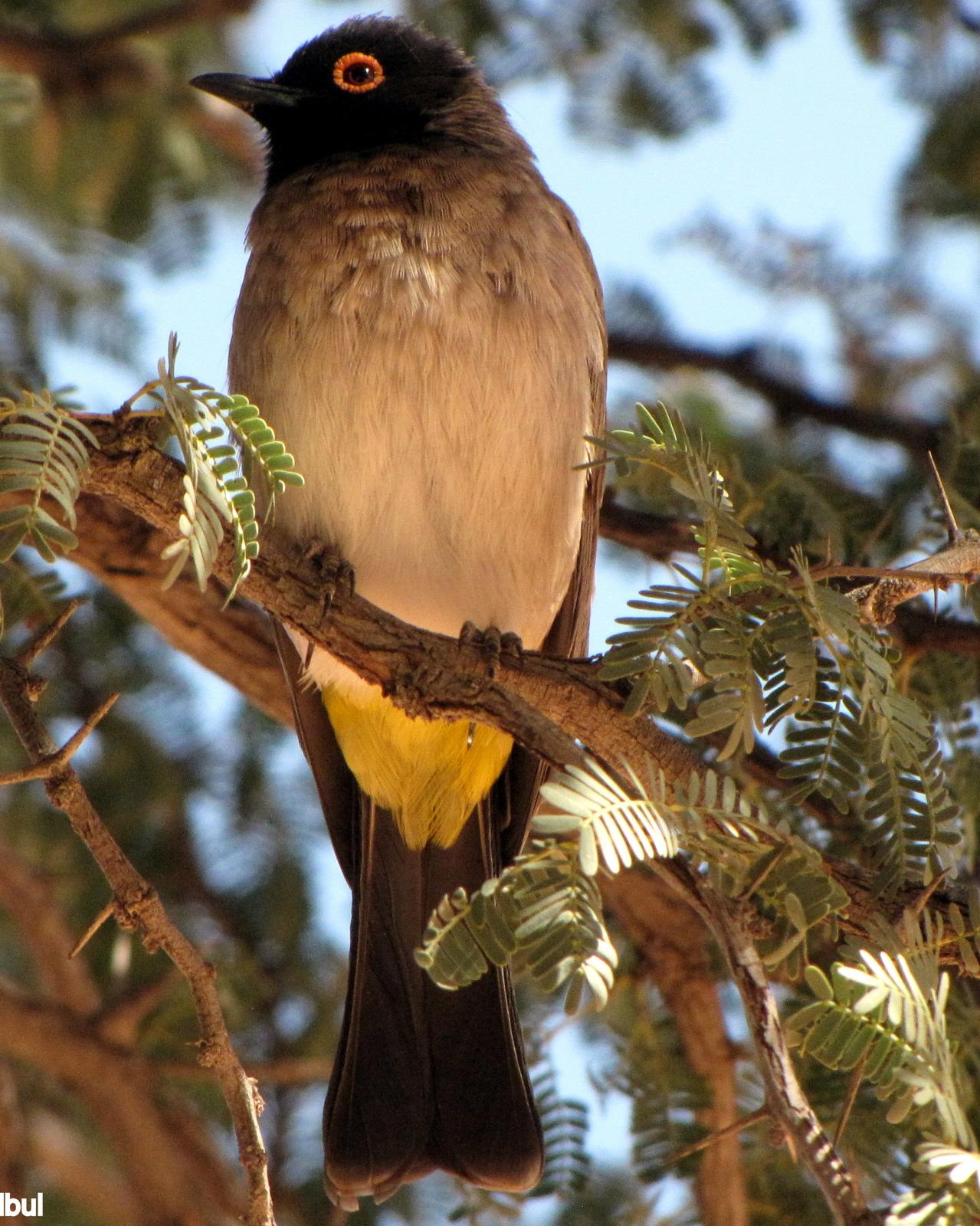 Black-fronted Bulbul Photo by Richard  Lowe