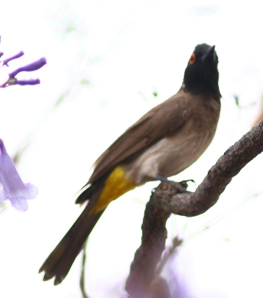 Black-fronted Bulbul Photo by Lee Harding