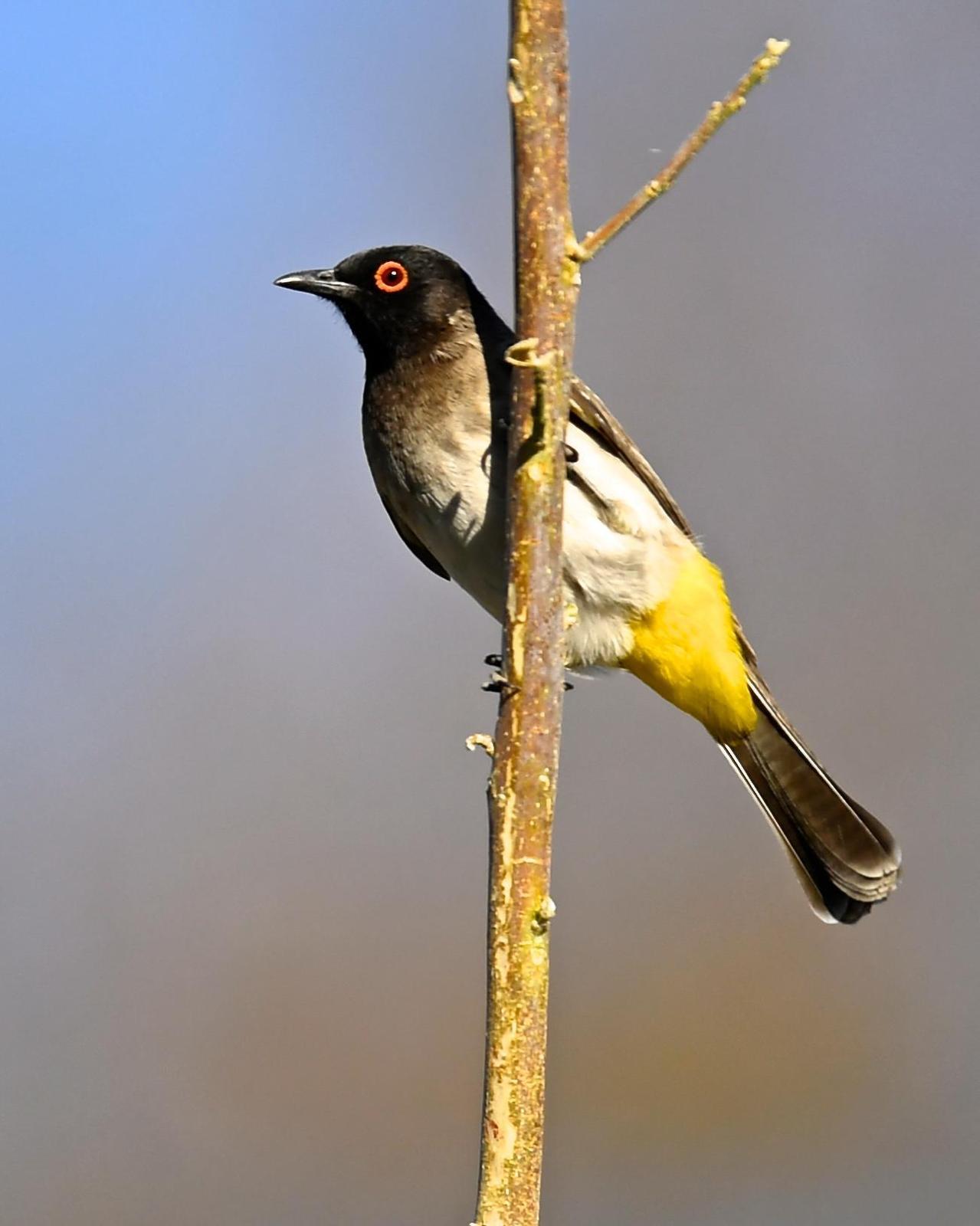 Black-fronted Bulbul Photo by Gerald Friesen